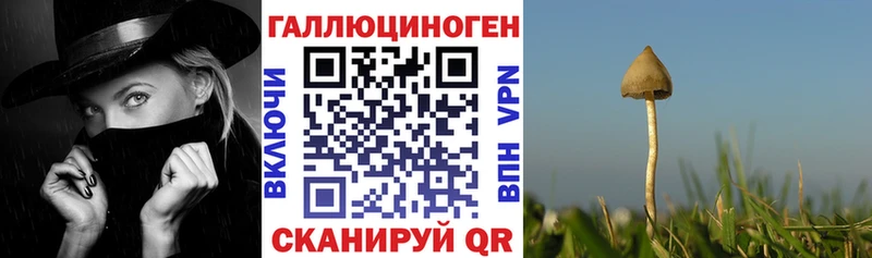 Купить  Осташков  Псилоцибиновые грибы Cubensis 